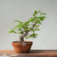 Japanese Hornbeam Bonsai 834 - Bonsaify