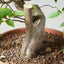 Japanese Hornbeam Bonsai 834 - Bonsaify