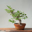 Japanese Hornbeam Bonsai 834 - Bonsaify