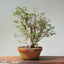 Japanese Hornbeam Bonsai 835 - Bonsaify