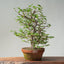 Japanese Hornbeam Bonsai 836 - Bonsaify