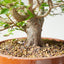 Japanese Hornbeam Bonsai 836 - Bonsaify