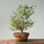 Japanese Hornbeam Bonsai 836 - Bonsaify