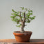 Japanese Hornbeam Bonsai 837 - Bonsaify
