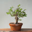 Japanese Hornbeam Bonsai 837 - Bonsaify