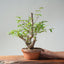 Japanese Hornbeam Bonsai 892 - Bonsaify