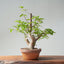 Japanese Hornbeam Bonsai 892 - Bonsaify