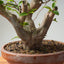 Japanese Hornbeam Bonsai 892 - Bonsaify