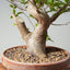 Japanese Hornbeam Bonsai 892 - Bonsaify