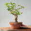 Japanese Hornbeam Bonsai 893 - Bonsaify