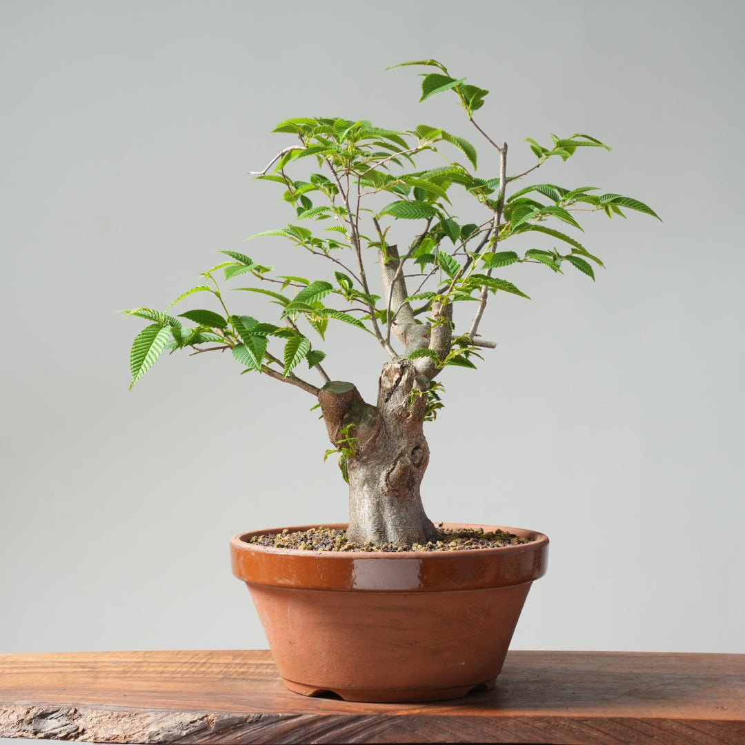 hornbeam bonsai Japanese Hornbeam Bonsai #893