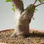 Japanese Hornbeam Bonsai 893 - Bonsaify