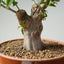 Japanese Hornbeam Bonsai 893 - Bonsaify