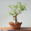 Japanese Hornbeam Bonsai 893 - Bonsaify
