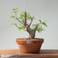 Japanese Hornbeam Bonsai 895 - Bonsaify
