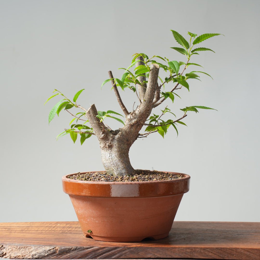 Bonsaify | Japanese Hornbeam Bonsai #895