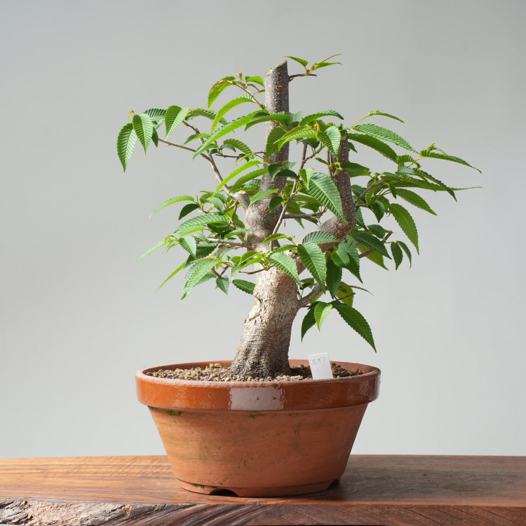 Japanese Hornbeam Bonsai #897