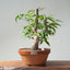 Japanese Hornbeam Bonsai 897 - Bonsaify