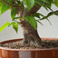 Japanese Hornbeam Bonsai 897 - Bonsaify