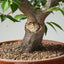 Japanese Hornbeam Bonsai 897 - Bonsaify