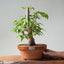 Japanese Hornbeam Bonsai 897 - Bonsaify