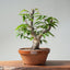 Japanese Hornbeam Bonsai 897 - Bonsaify