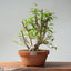 Japanese Hornbeam Bonsai 898 - Bonsaify