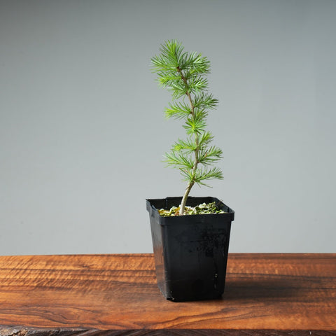 Japanese Larch Bonsai Starters - Bonsaify