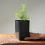 Japanese Larch Bonsai Starters - Bonsaify
