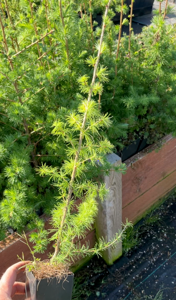 Japanese Larch Bonsai Starters – Bonsaify