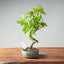 Japanese Maple Bonsai #1348 - Bonsaify