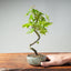 Japanese Maple Bonsai #1348 - Bonsaify