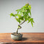 Japanese Maple Bonsai #1348 - Bonsaify