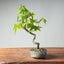 Japanese Maple Bonsai #1348 - Bonsaify