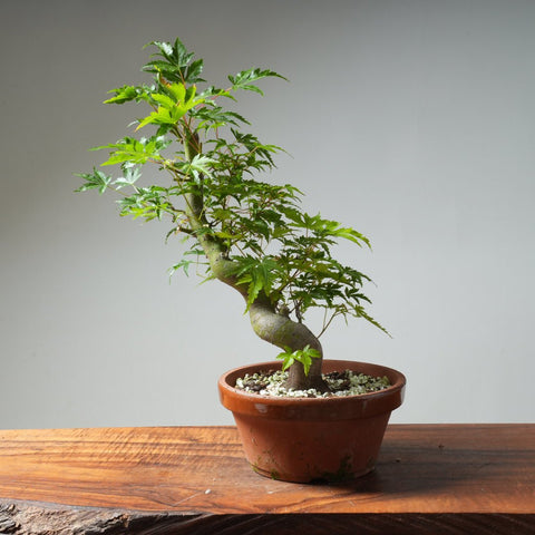 Japanese Maple Bonsai 315 - Bonsaify