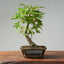 Japanese Maple Bonsai 770 - Bonsaify