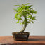 Japanese Maple Bonsai 770 - Bonsaify