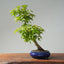 Japanese Maple Bonsai 772 - Bonsaify
