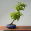 Japanese Maple Bonsai 772 - Bonsaify