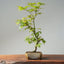 Japanese Maple Bonsai 773 - Bonsaify