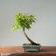 Japanese Maple Bonsai 774 - Bonsaify