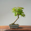 Japanese Maple Bonsai 774 - Bonsaify