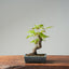 Japanese Maple Bonsai 775 - Bonsaify