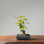 Japanese Maple Bonsai 775 - Bonsaify