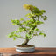 Japanese Maple Bonsai 776 - Bonsaify