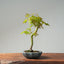 Japanese Maple Bonsai 777 - Bonsaify