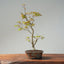 Japanese Maple Bonsai 778 - Bonsaify