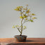 Japanese Maple Bonsai 778 - Bonsaify