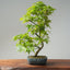 Japanese Maple Bonsai 779 - Bonsaify