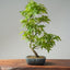 Japanese Maple Bonsai 779 - Bonsaify